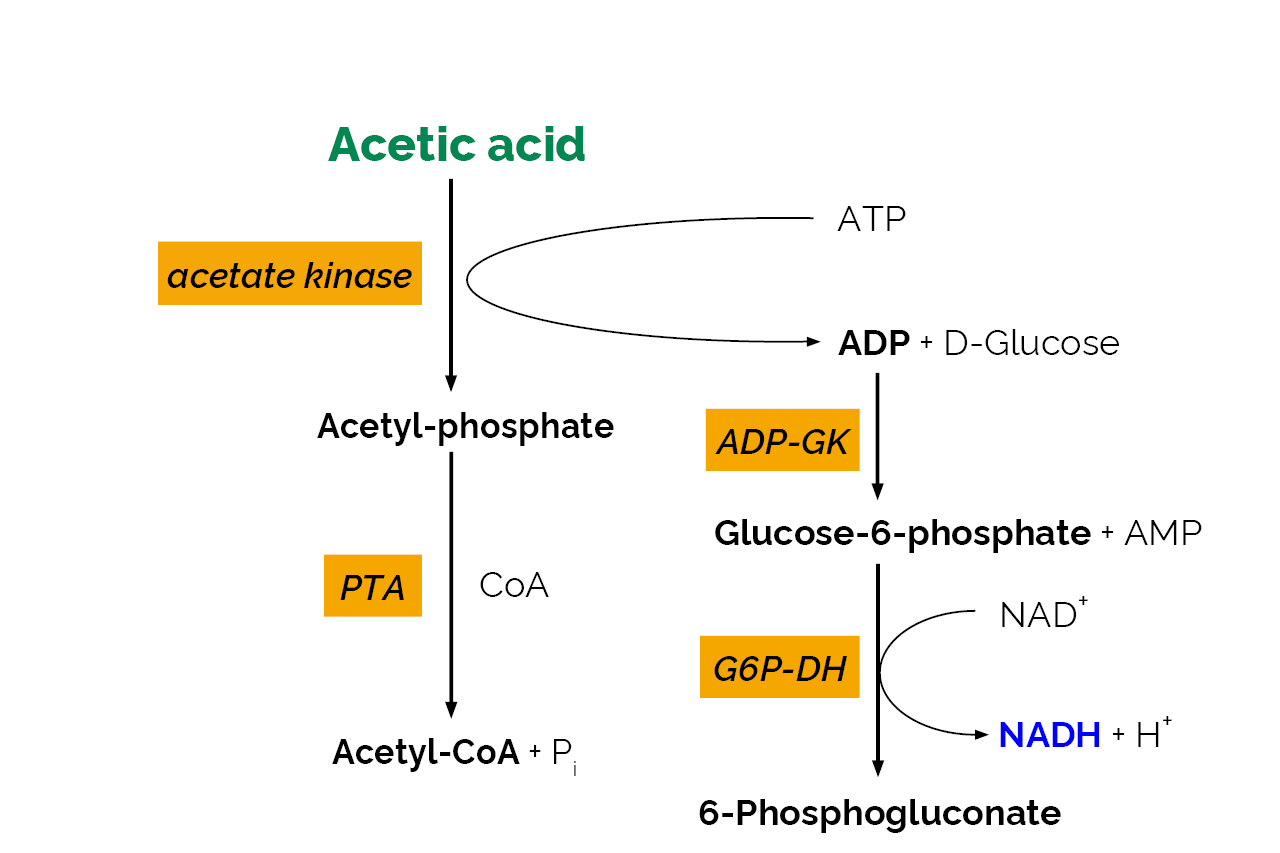 Acetic Acid GK Assay Kit (Analyser Format)  (K-ACETGK) Scheme