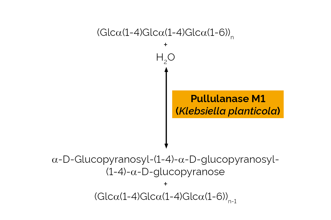 Pullulanase M1 (Klebsiella planticola) (E-PULKP) Scheme