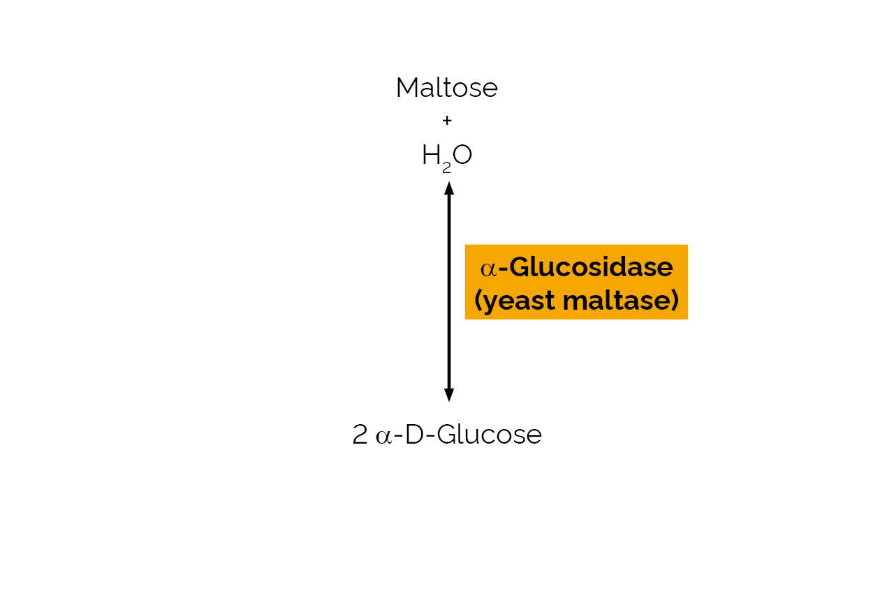 Alpha-Glucosidase (yeast maltase) (E-MALTS) Scheme Alpha-Glucosidase (yeast maltase) (E-MALTS) Scheme