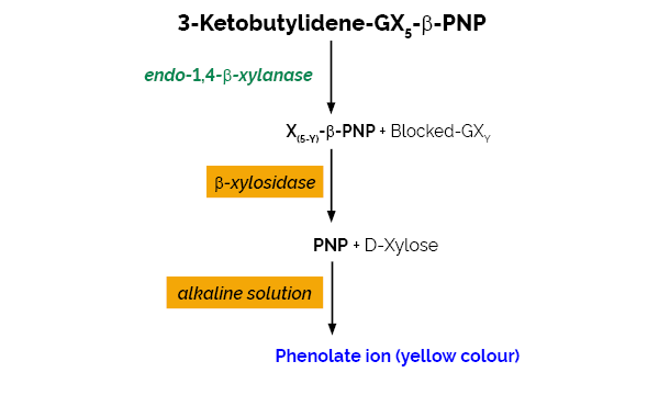Scheme-K-XylX6-2V XylX6 Megazyme