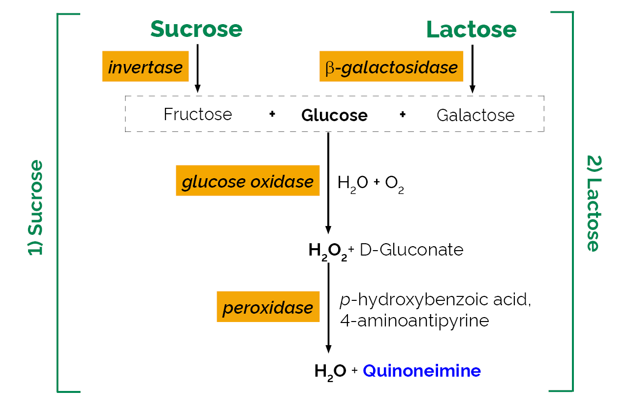 Lactose/Sucrose/D-Glucose Assay Kit (K-LACSU) Scheme