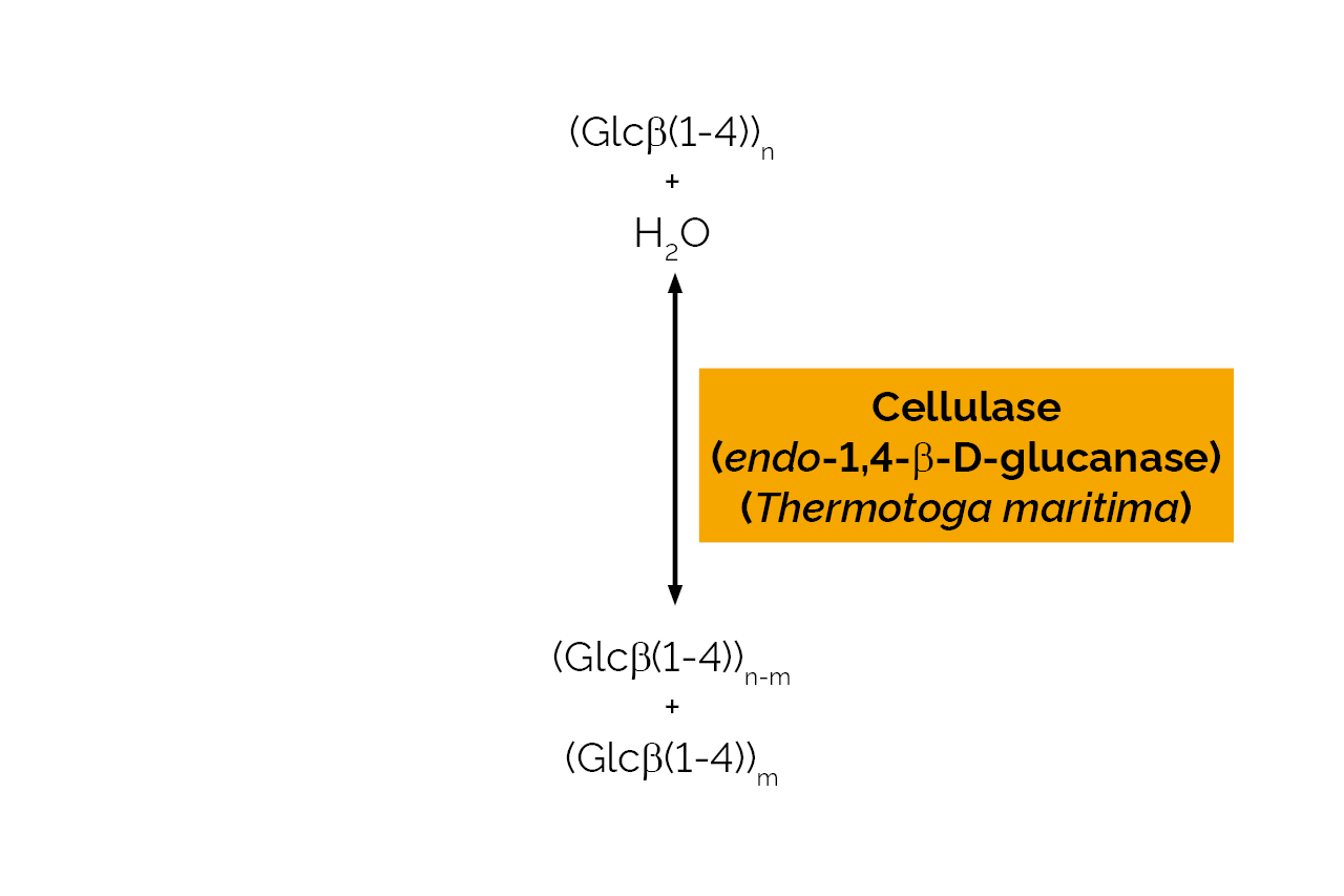 Cellulase (endo-1,4-beta-D-glucanase) (Thermotoga maritima) (E-CELTM) Scheme Cellulase (endo-1,4-beta-D-glucanase) (Thermotoga maritima) (E-CELTM) Scheme
