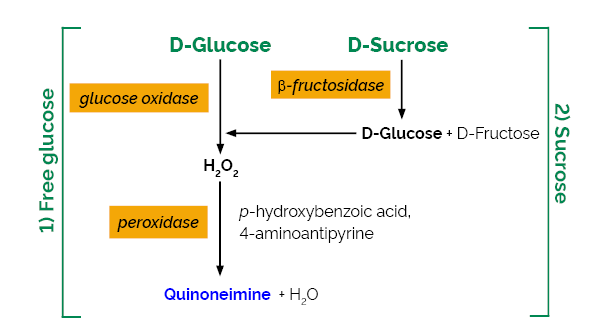Scheme-K-SUCGL SUCGL Megazyme