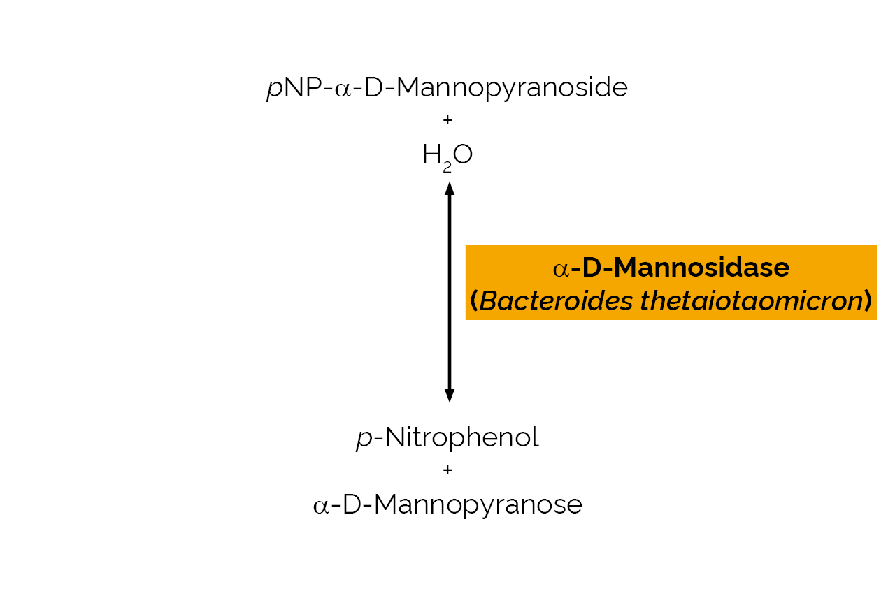 Alpha-D-Mannosidase (Bacteroides thetaiotaomicron) (E-AMANBT) Scheme Alpha-D-Mannosidase (Bacteroides thetaiotaomicron) (E-AMANBT) Scheme