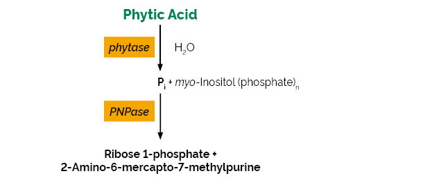 Scheme-K-PHYTASE PHYTASE megazyme
