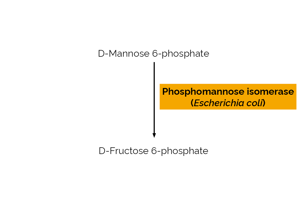 Phosphomannose isomerase (Escherichia coli) (E-PMIEC) Scheme