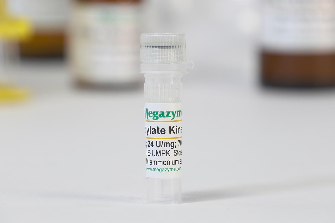Uridylate kinase (prokaryote) (E-UMPK) Uridylate kinase (prokaryote) (E-UMPK)