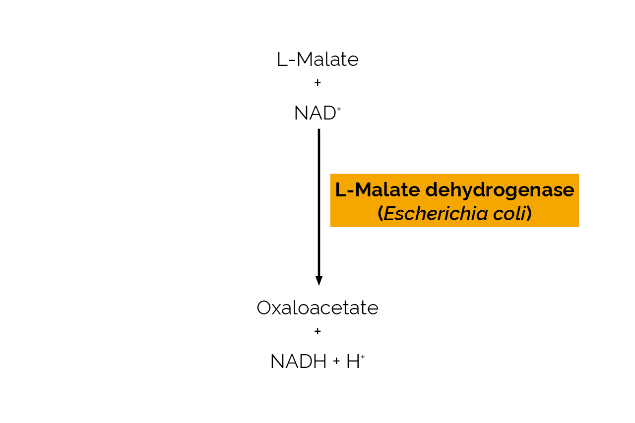 L-Malate dehydrogenase (Escherichia coli) (E-LMDHEC) Scheme