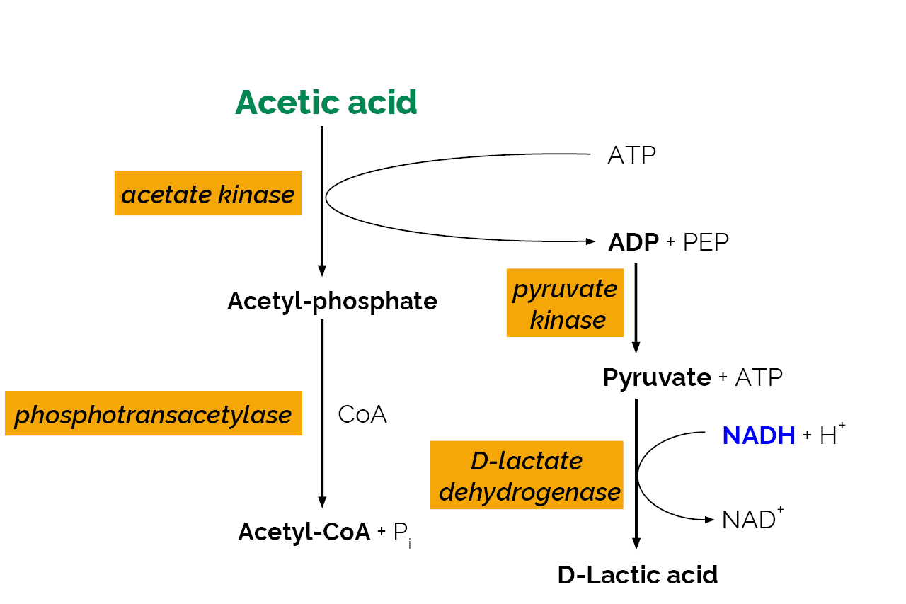 Acetic Acid Assay Kit (Acetate Kinase Manual Format)  (K-ACETRM) Scheme