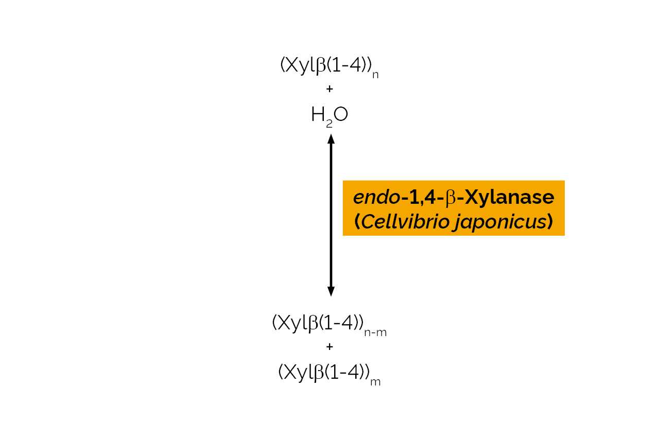 endo-1,4-beta-Xylanase (Cellvibrio japonicus) (E-XYNACJ) Scheme endo-1,4-beta-Xylanase (Cellvibrio japonicus) (E-XYNACJ) Scheme
