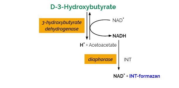 Scheme-K-HDBA HDBA Megazyme