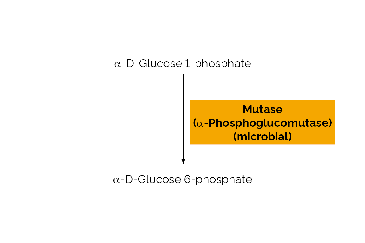 Mutase (alpha-Phosphoglucomutase) (microbial) (E-PGM) Scheme Mutase (alpha-Phosphoglucomutase) (microbial) (E-PGM) Scheme