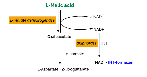 Scheme-K-LMALMQ LMALMQ Megazyme
