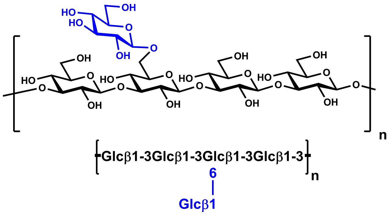 Beta-Glucan (Yeast Alkali Soluble) (P-BGYST) Beta-Glucan (Yeast Alkali Soluble) (P-BGYST)