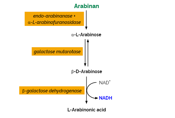 Scheme-K-ARAB ARAB Megazyme