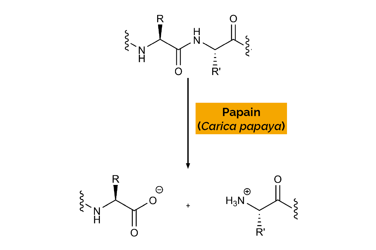 Papain (Carica papaya) (E-PAPN) Scheme