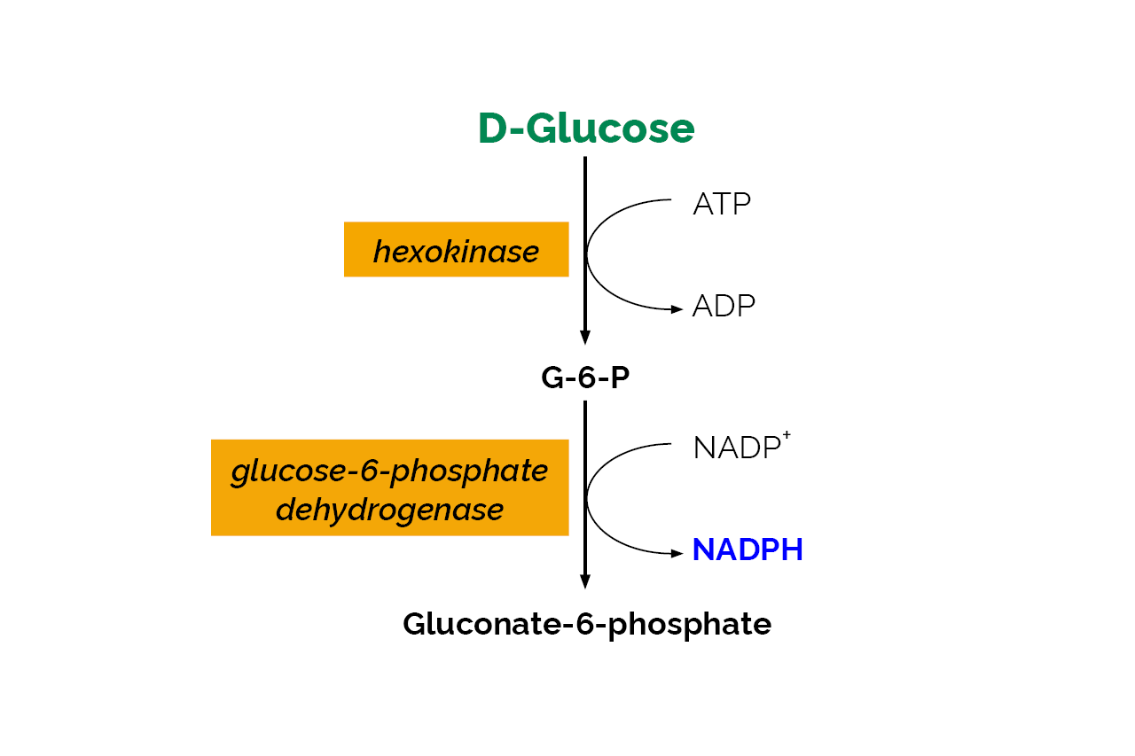 D-Glucose HK Assay Kit (K-GLUHK) Scheme