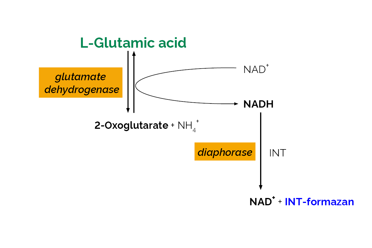 L-Glutamic Acid Assay Kit (K-GLUT) Scheme