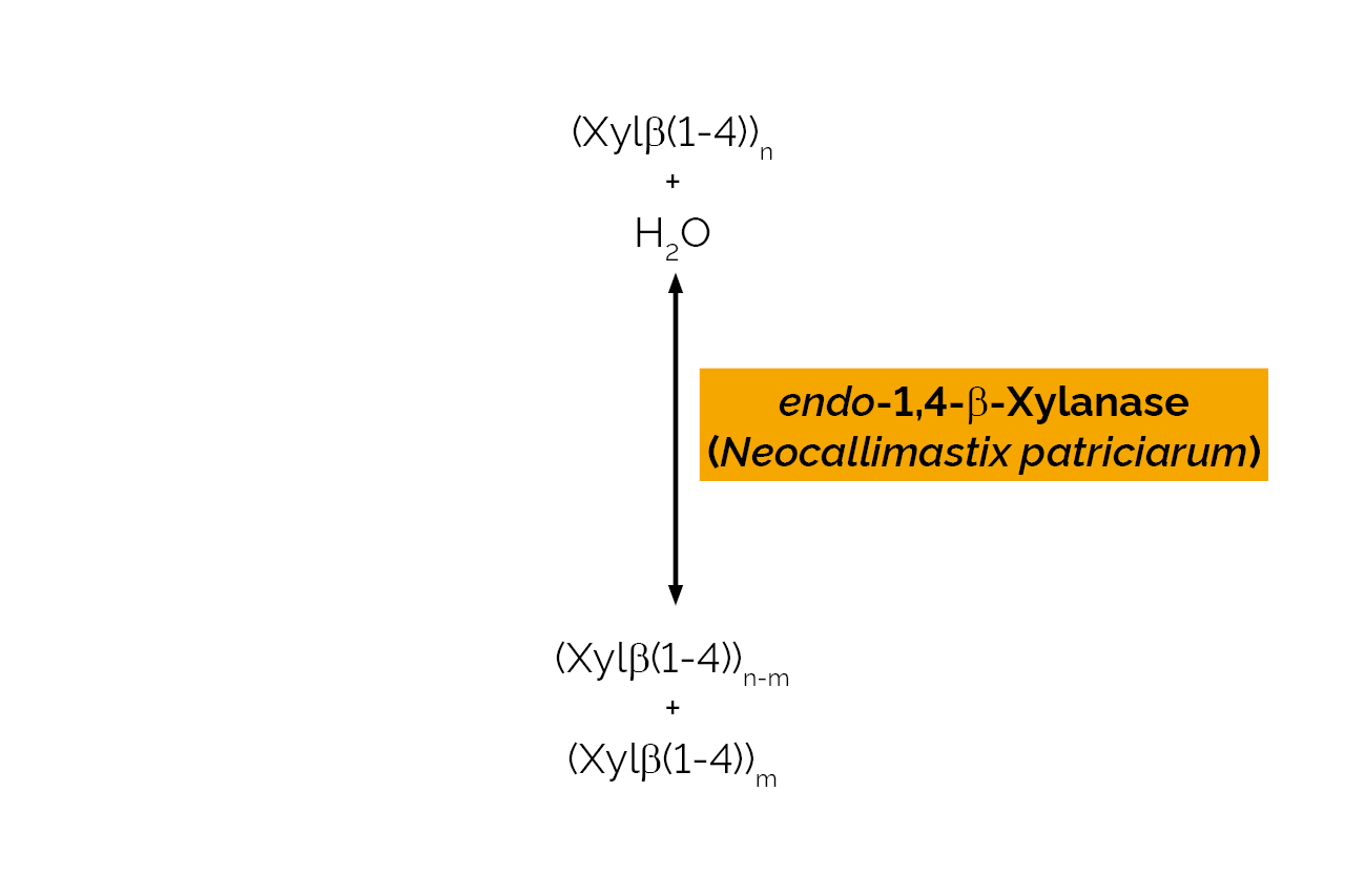 endo-1,4-beta-Xylanase (Neocallimastix patriciarum) (E-XYLNP) Scheme