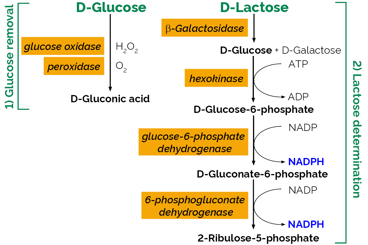 Lactose Assay Kit - Sequential/High Sensitivity (K-LOLAC) Scheme Lactose Assay Kit - Sequential/High Sensitivity (K-LOLAC) Scheme