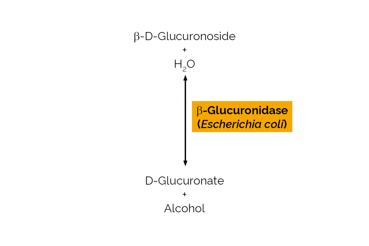 Beta-Glucuronidase (Escherichia coli) (E-BGLAEC) Scheme Beta-Glucuronidase (Escherichia coli) (E-BGLAEC) Scheme
