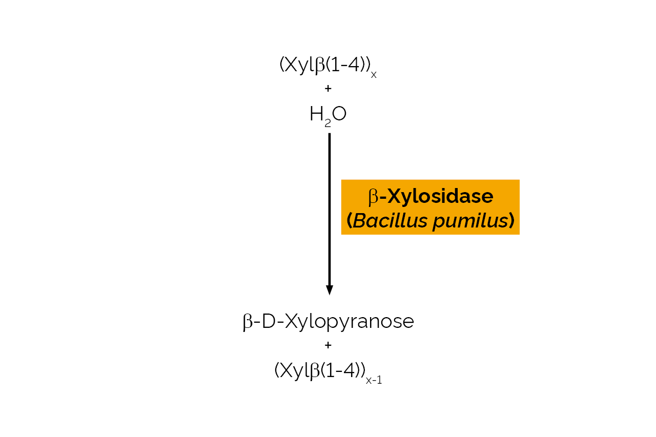Beta-Xylosidase (Bacillus pumilus) (E-BXSEBP) Scheme