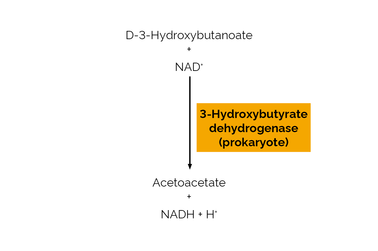 3-Hydroxybutyrate dehydrogenase (prokaryote) (E-HBDH) Scheme 3-Hydroxybutyrate dehydrogenase (prokaryote) (E-HBDH) Scheme