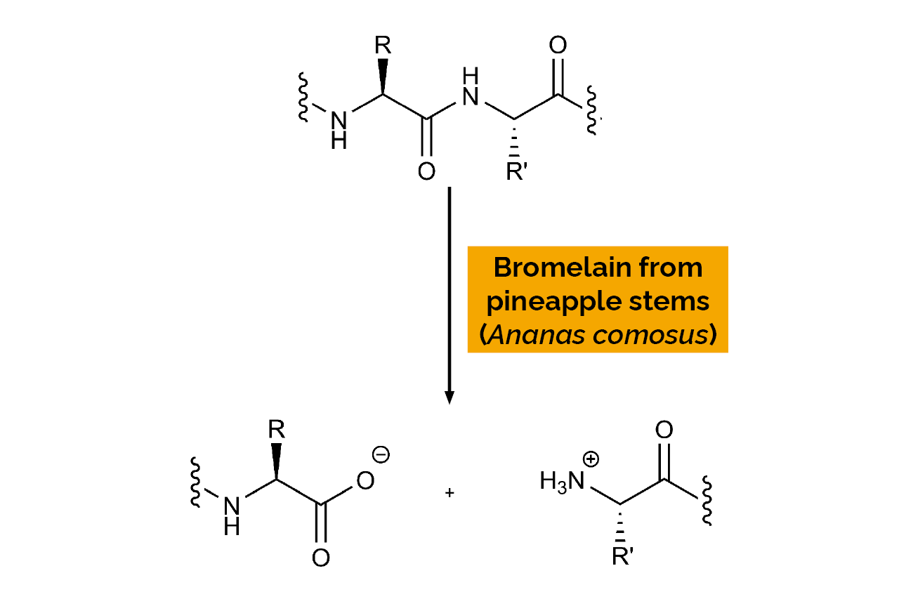 Bromelain from pineapple stems (Ananas comosus) (E-BROM) Scheme Bromelain from pineapple stems (Ananas comosus) (E-BROM) Scheme