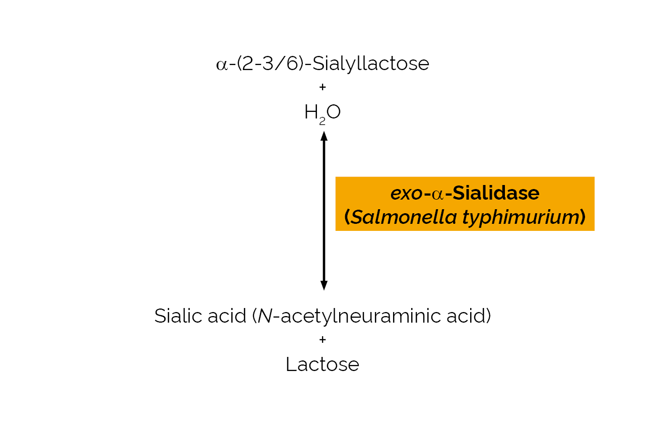 exo-alpha-Sialidase (Salmonella typhimurium) (E-SIALST) Scheme exo-alpha-Sialidase (Salmonella typhimurium) (E-SIALST) Scheme