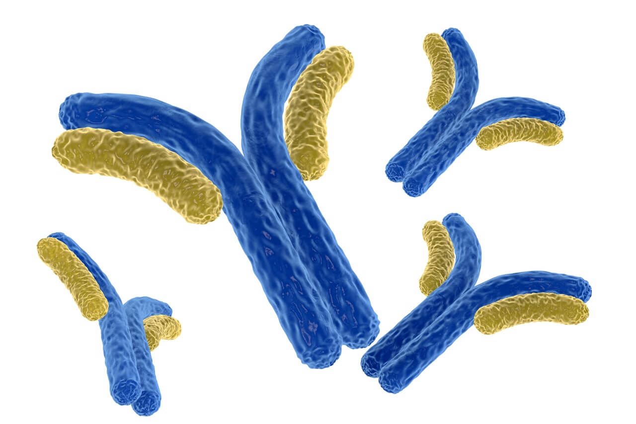 LM15 [Anti-Xyloglucan] Antibody (AB-LM15)