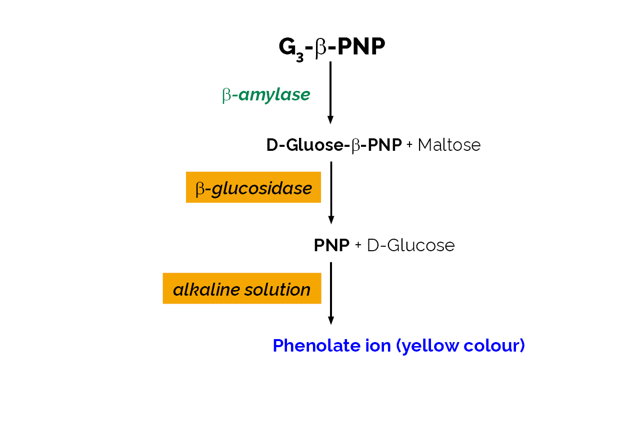 Beta-Amylase Assay Kit (Betamyl-3) (K-BETA3) Scheme Beta-Amylase Assay Kit (Betamyl-3) (K-BETA3) Scheme
