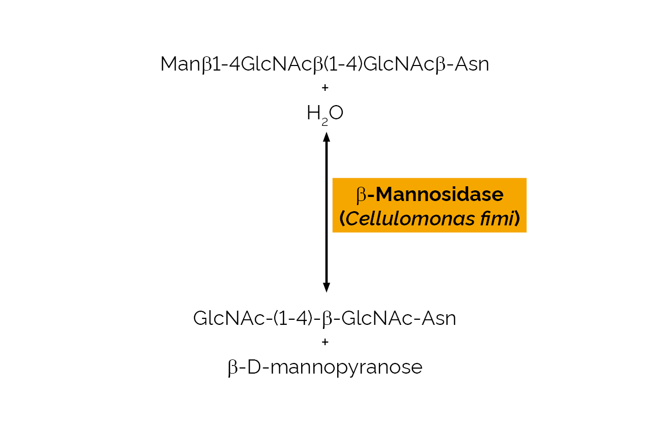 Beta-Mannosidase (Cellulomonas fimi) (E-BMOSCF) Scheme