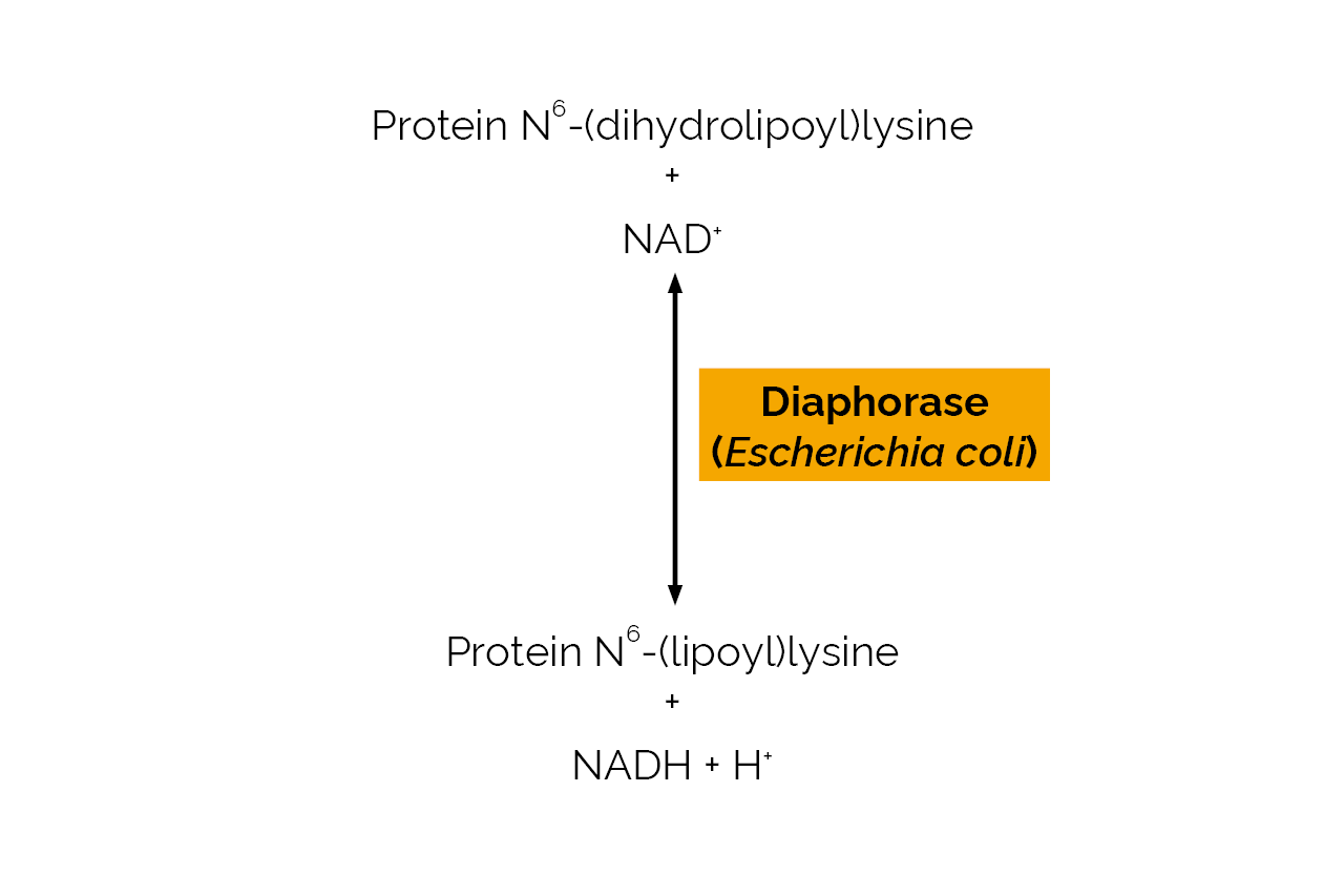 Diaphorase (Escherichia coli) (E-DIAEC) Scheme Diaphorase (Escherichia coli) (E-DIAEC) Scheme
