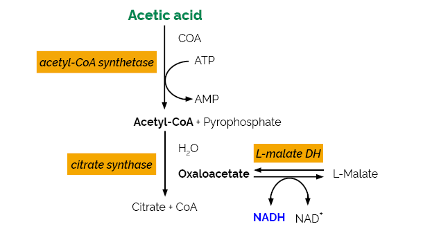 Acetic Acid Assay Kit (ACS Manual Format) (K-ACET) Scheme Scheme-K-ACET ACET Megazyme
