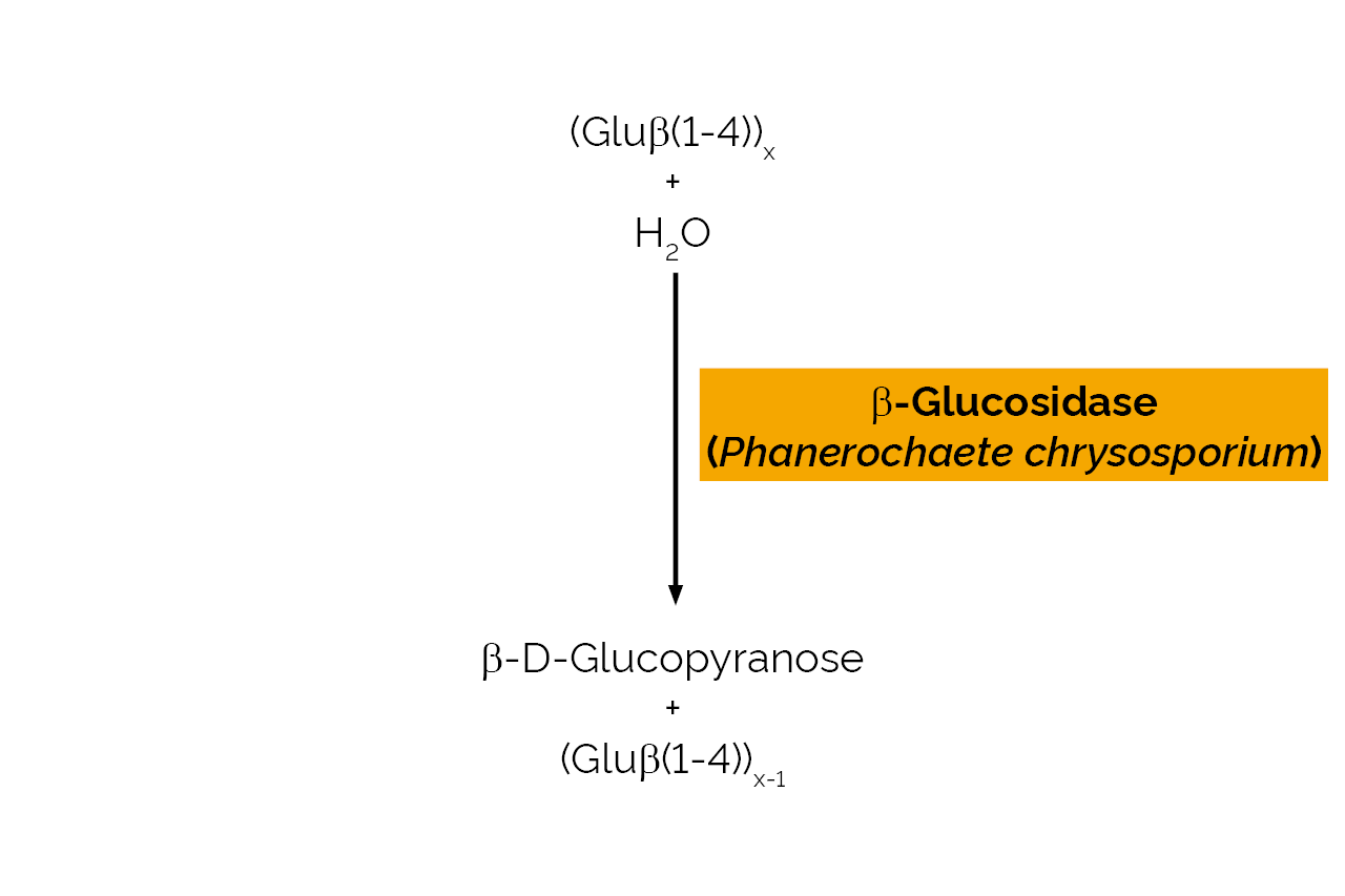 Beta-Glucosidase (Phanerochaete chrysosporium) (E-BGOSPC) Scheme