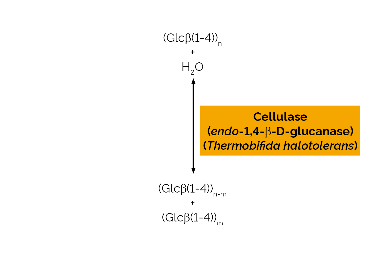 Cellulase (endo-1,4-beta-D-glucanase) (Thermobifida halotolerans) (E-CELTH) Scheme Cellulase (endo-1,4-beta-D-glucanase) (Thermobifida halotolerans) (E-CELTH) Scheme