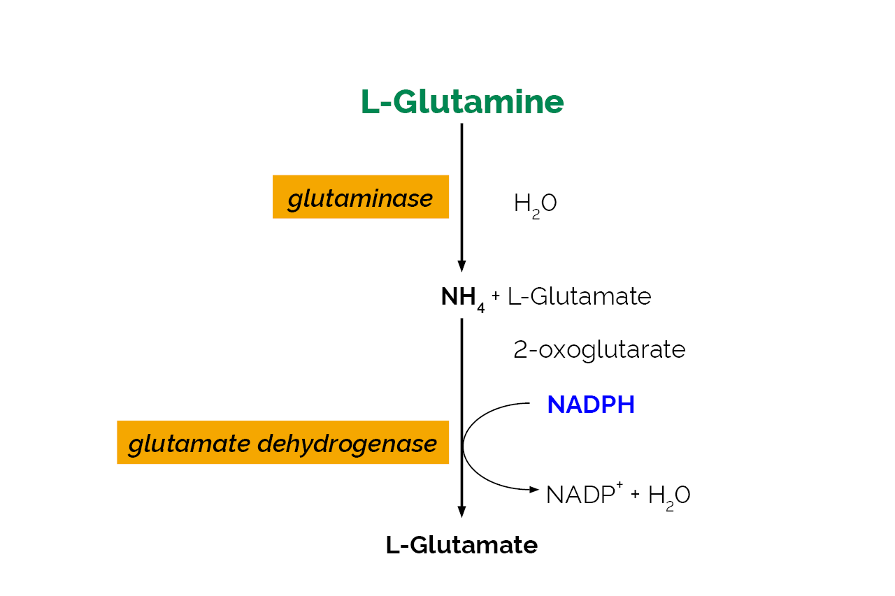 L-Glutamine/Ammonia Assay Kit (Rapid) (K-GLNAM) Scheme L-Glutamine/Ammonia Assay Kit (Rapid) (K-GLNAM) Scheme