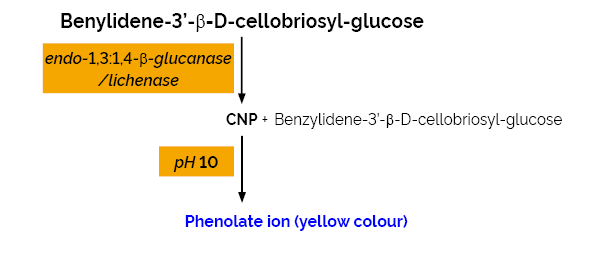 Scheme-K-MBG4 MBG4 Megazyme