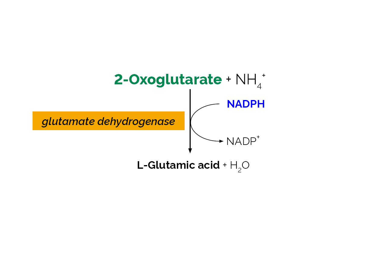 Ammonia Assay Kit (Rapid) (K-AMIAR) Scheme Ammonia Assay Kit (Rapid) (K-AMIAR) Scheme