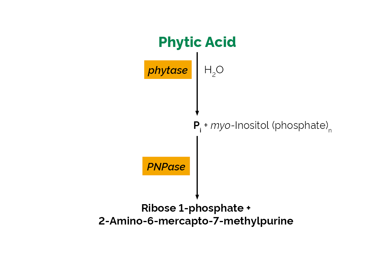 Phytase Assay Kit (K-PHYTASE) Scheme