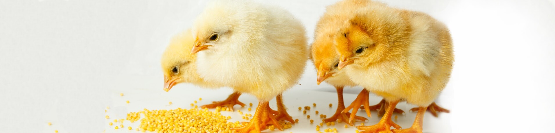 chicks
