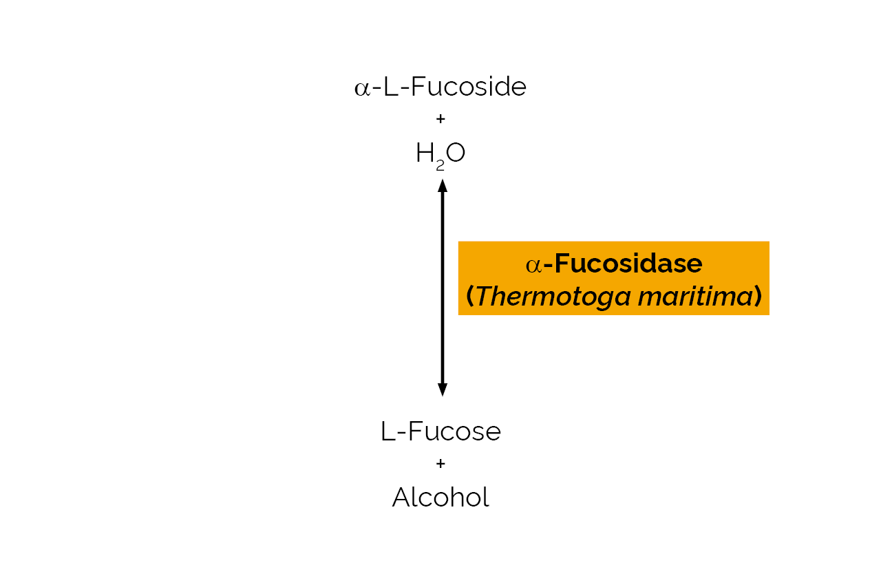 Alpha-Fucosidase (Thermotoga maritima) (E-FUCTM) Scheme Alpha-Fucosidase (Thermotoga maritima) (E-FUCTM) Scheme
