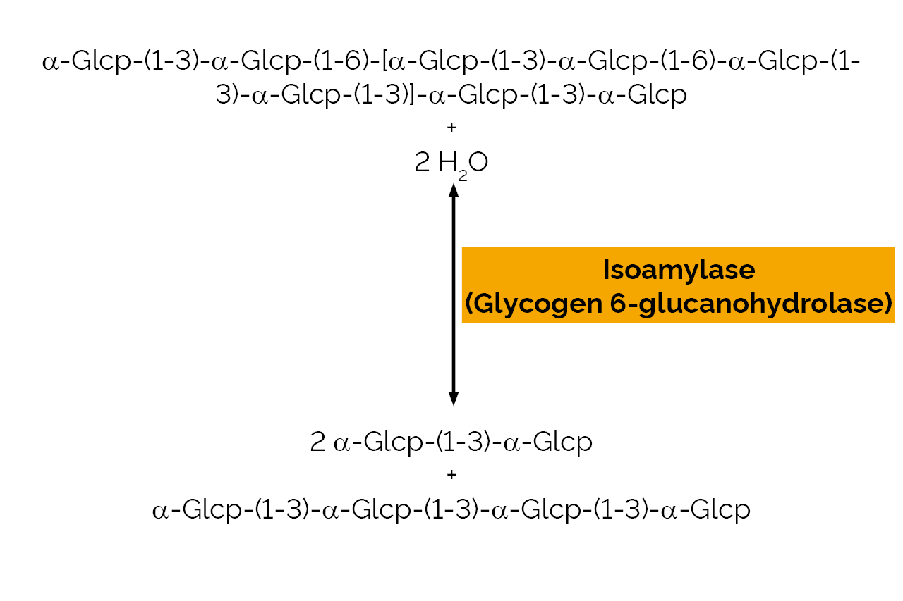 Isoamylase HP (Glycogen 6-glucanohydrolase) (E-ISAMYHP) Scheme Isoamylase HP (Glycogen 6-glucanohydrolase) (E-ISAMYHP) Scheme