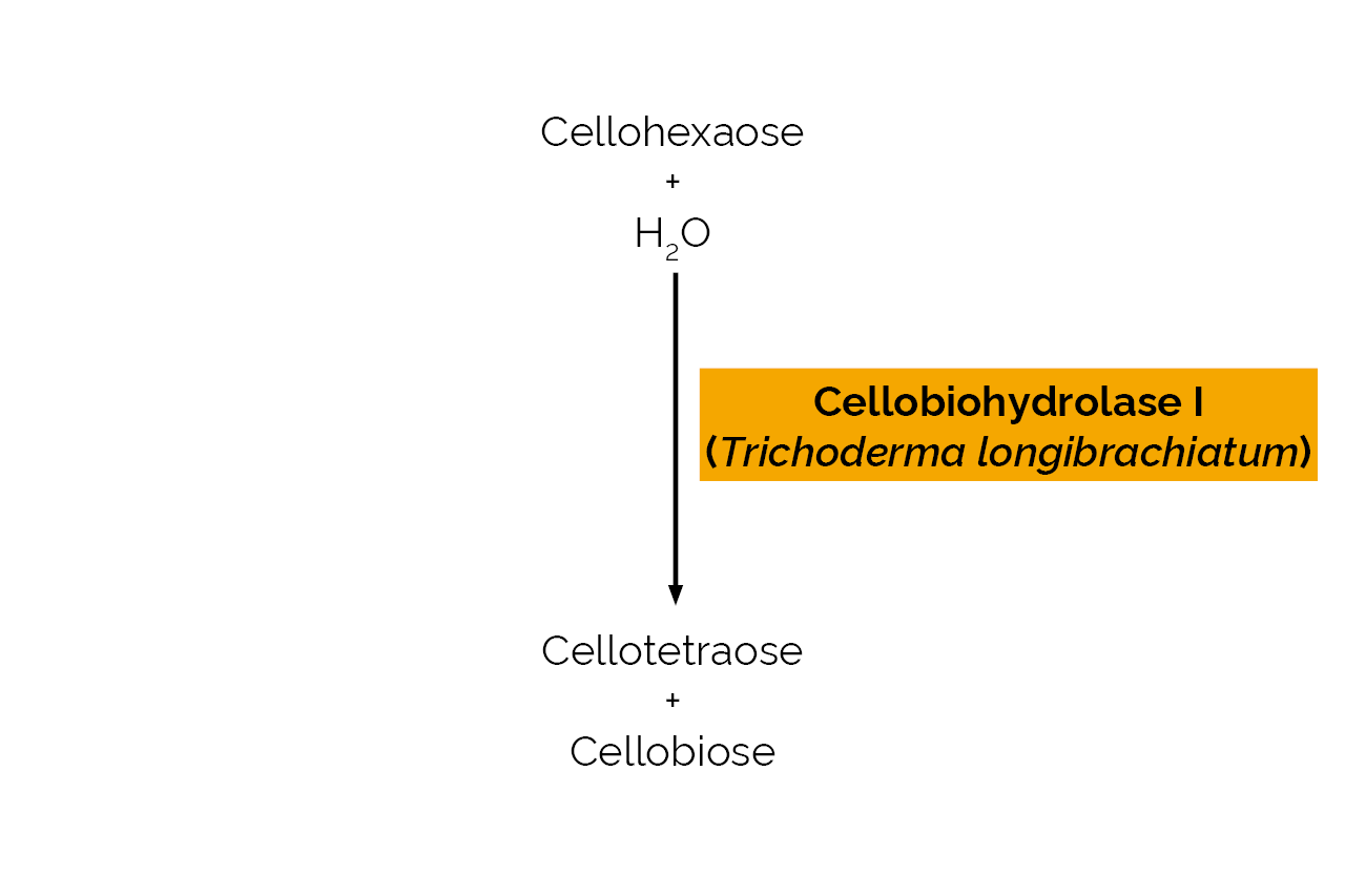 Cellobiohydrolase I (Trichoderma longibrachiatum) (E-CBHI) Scheme