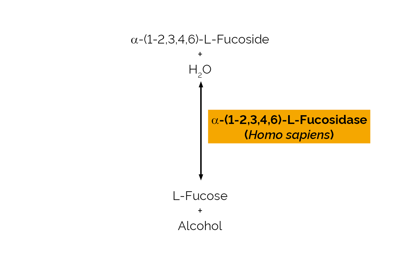 Alpha-(1-2,3,4,6)-L-Fucosidase (Homo sapiens) (E-FUCHS) Scheme