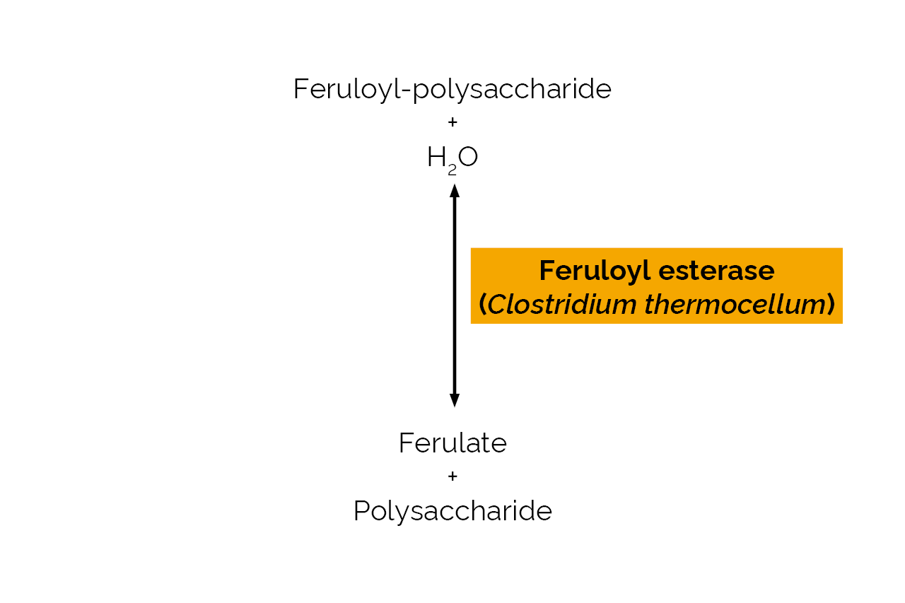 Feruloyl esterase (Clostridium thermocellum) (E-FAEZCT) Scheme Feruloyl esterase (Clostridium thermocellum) (E-FAEZCT) Scheme