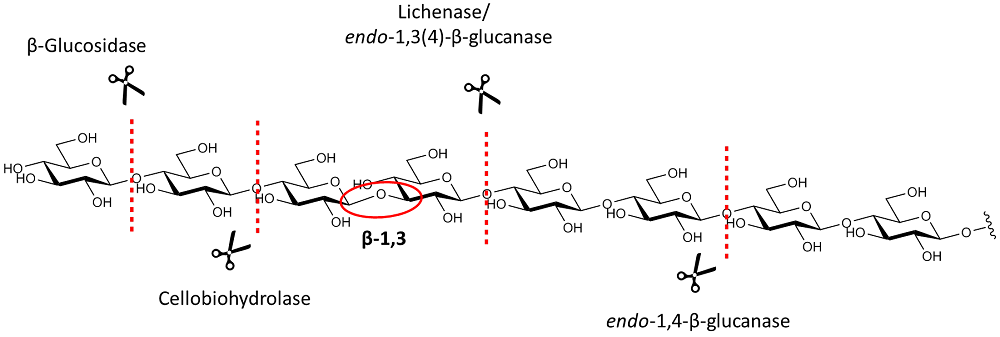 Beta-Glucan Enzymes