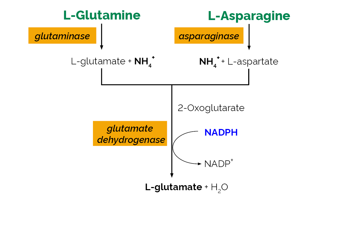 L-Asparagine/L-Glutamine/Ammonia Assay Kit (Rapid) (K-ASNAM) Scheme L-Asparagine/L-Glutamine/Ammonia Assay Kit (Rapid) (K-ASNAM) Scheme