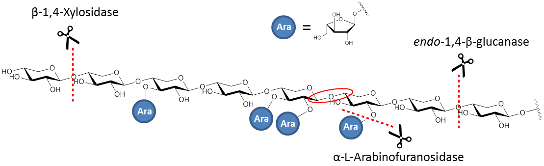 Arabinoxylan Enzyme