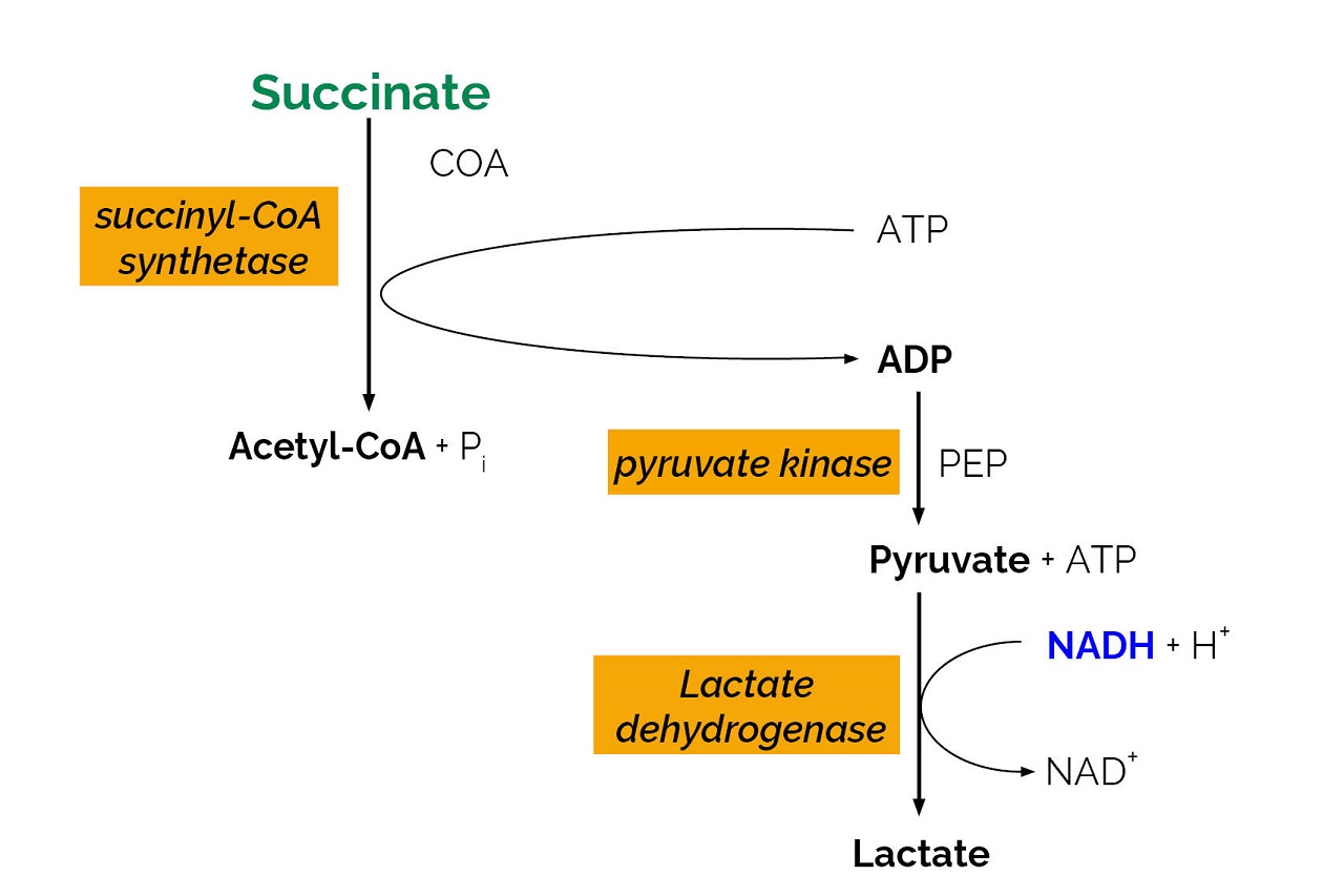 Succinic Acid Assay Kit (K-SUCC) Scheme Succinic Acid Assay Kit (K-SUCC) Scheme